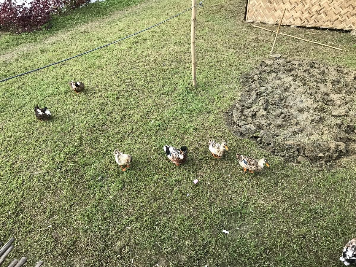 Ducks at the Stay in Majuli