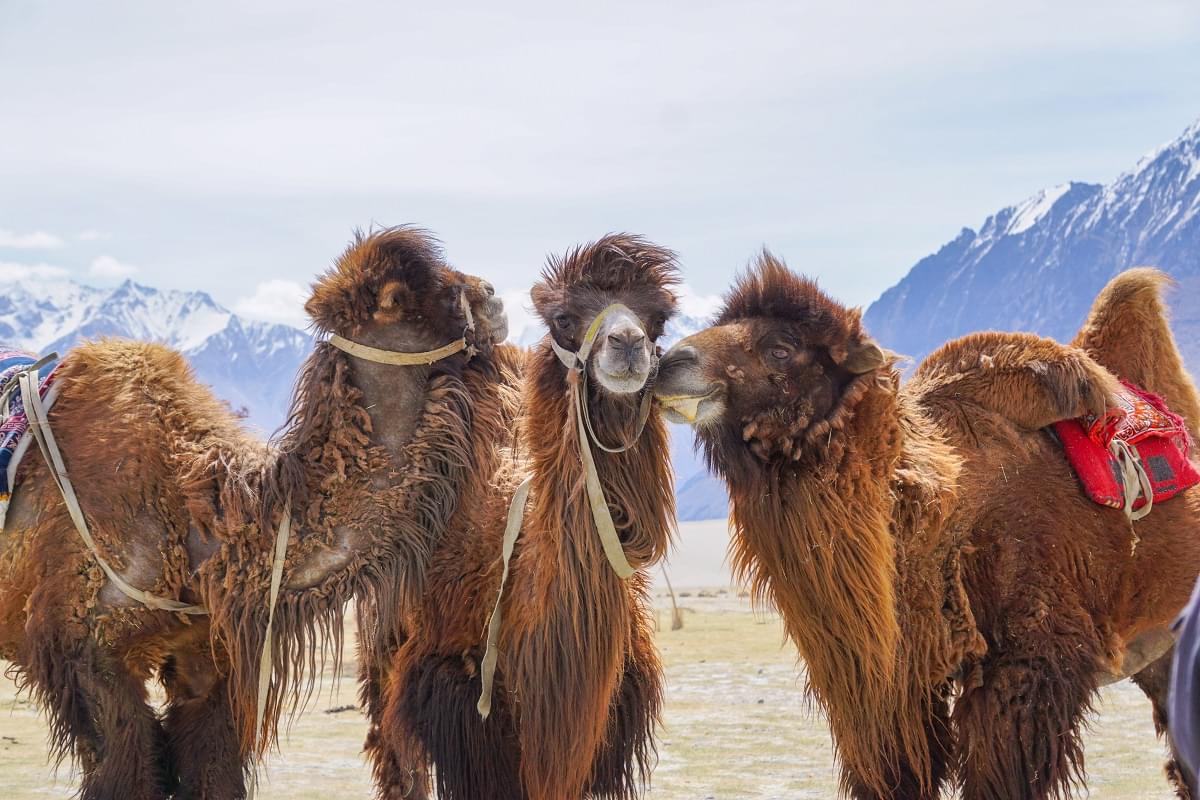 Double Hump Camel ride in Nubra Valley