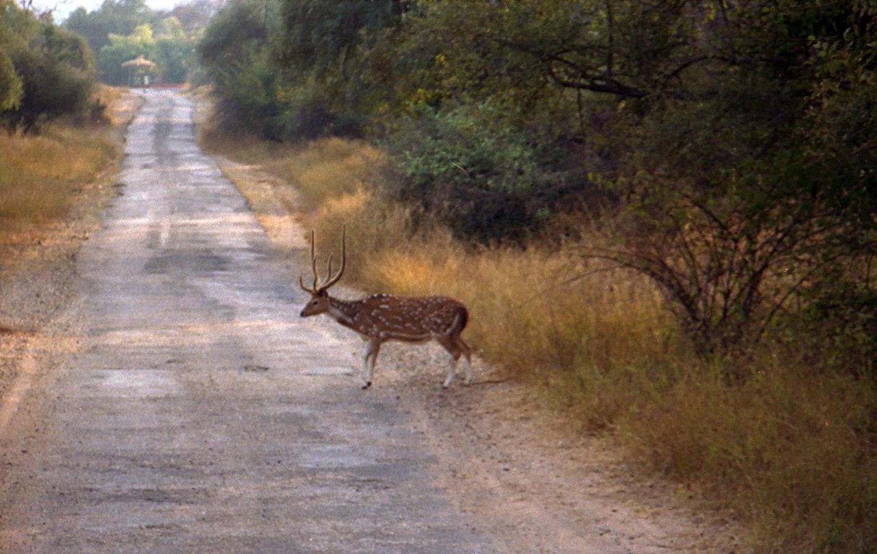 Sariska Natioal Park 