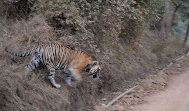 Sariska Riger Reserve