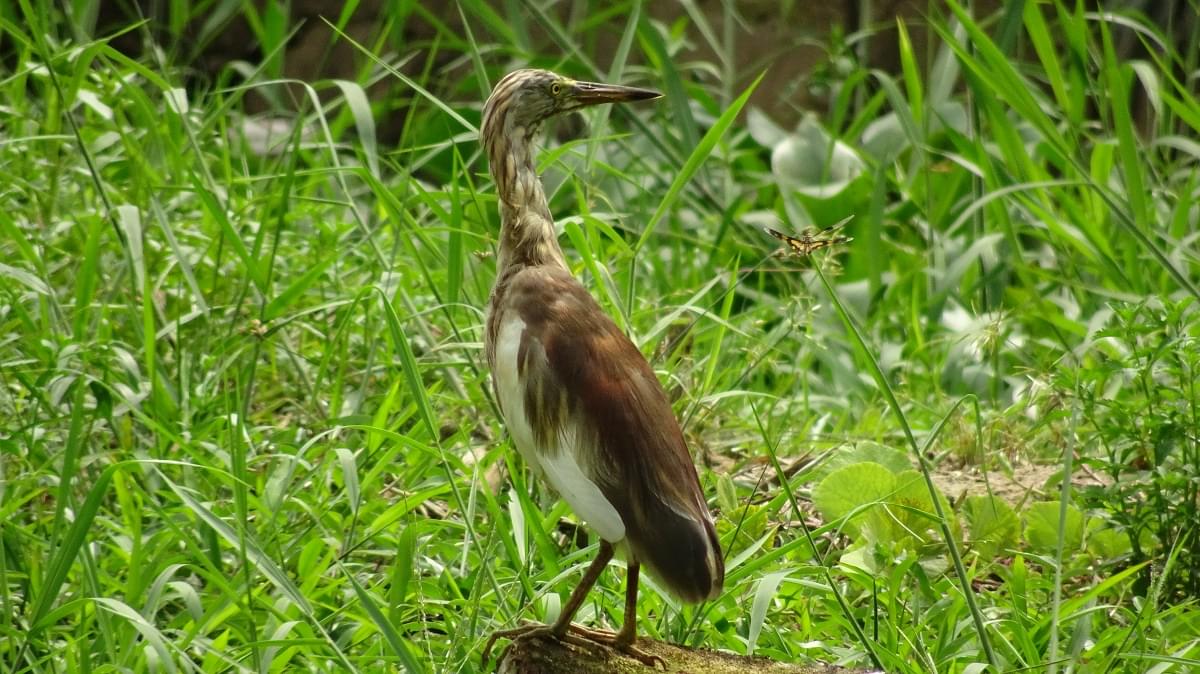 Wildlife of Kerala