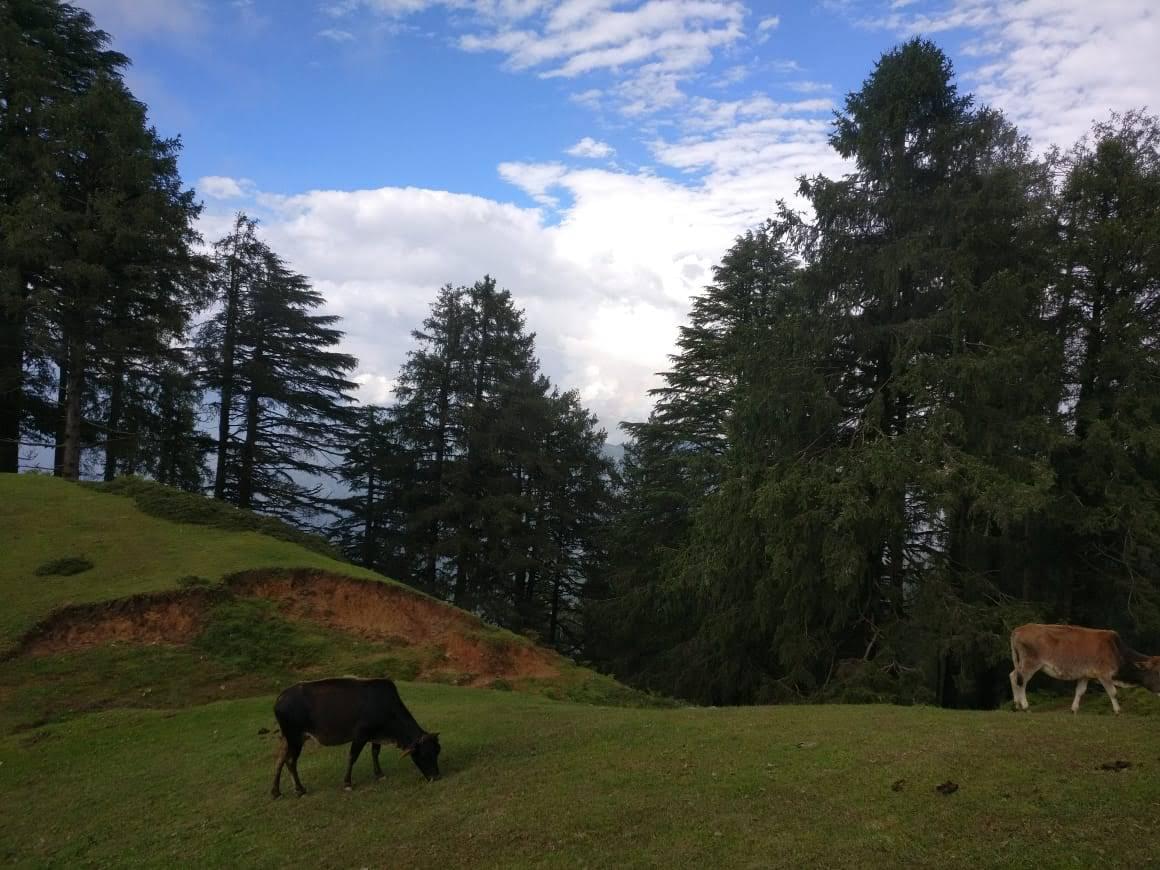 Meadows in Chakrata