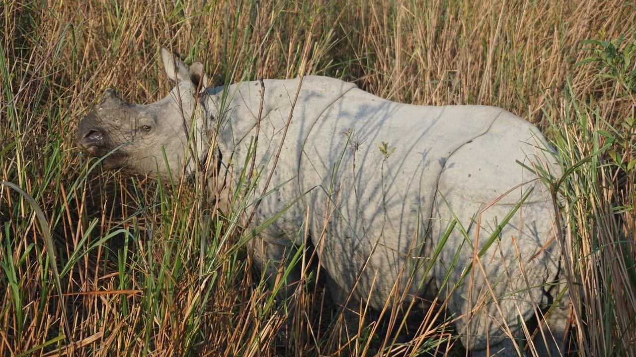 Kaziranga National Park