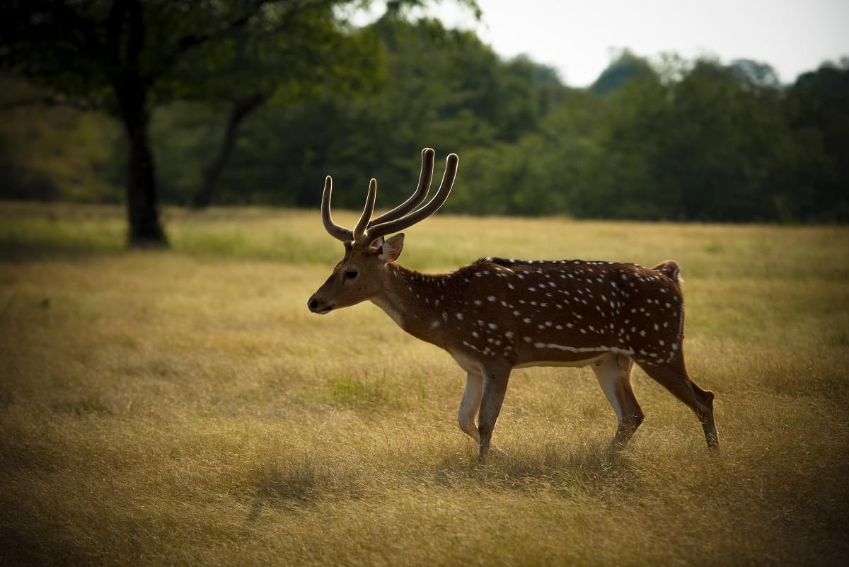 Ranthambore Fort