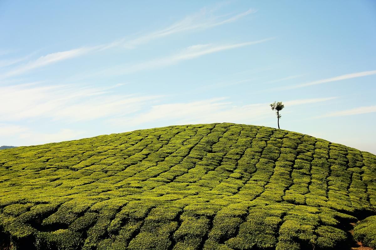 Tea garden Munnar