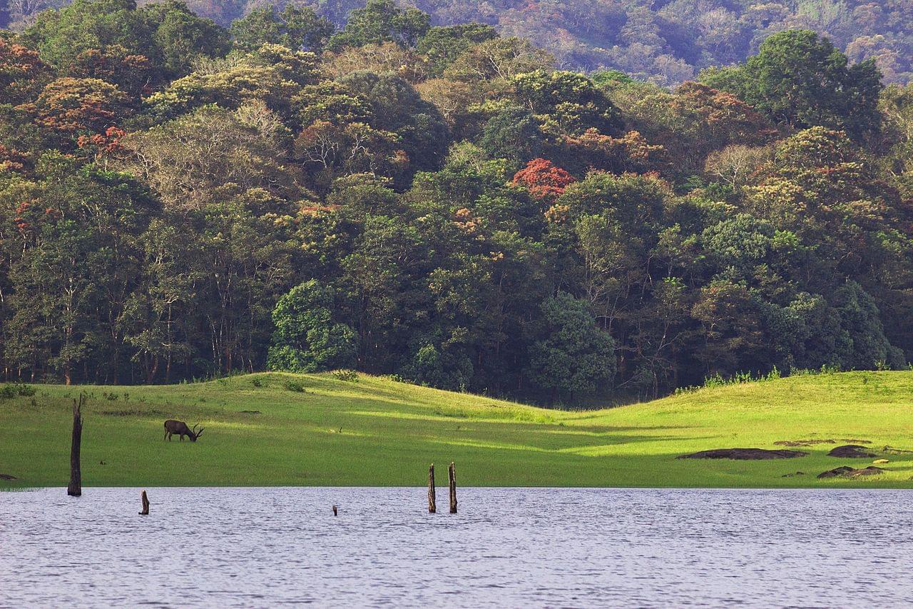 Periyar National Park