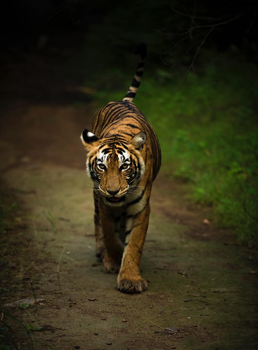 Ranthambore National Park