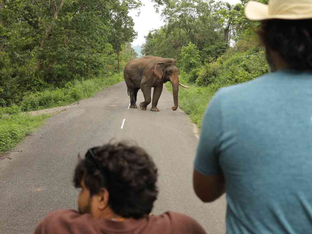 Elephant sighting