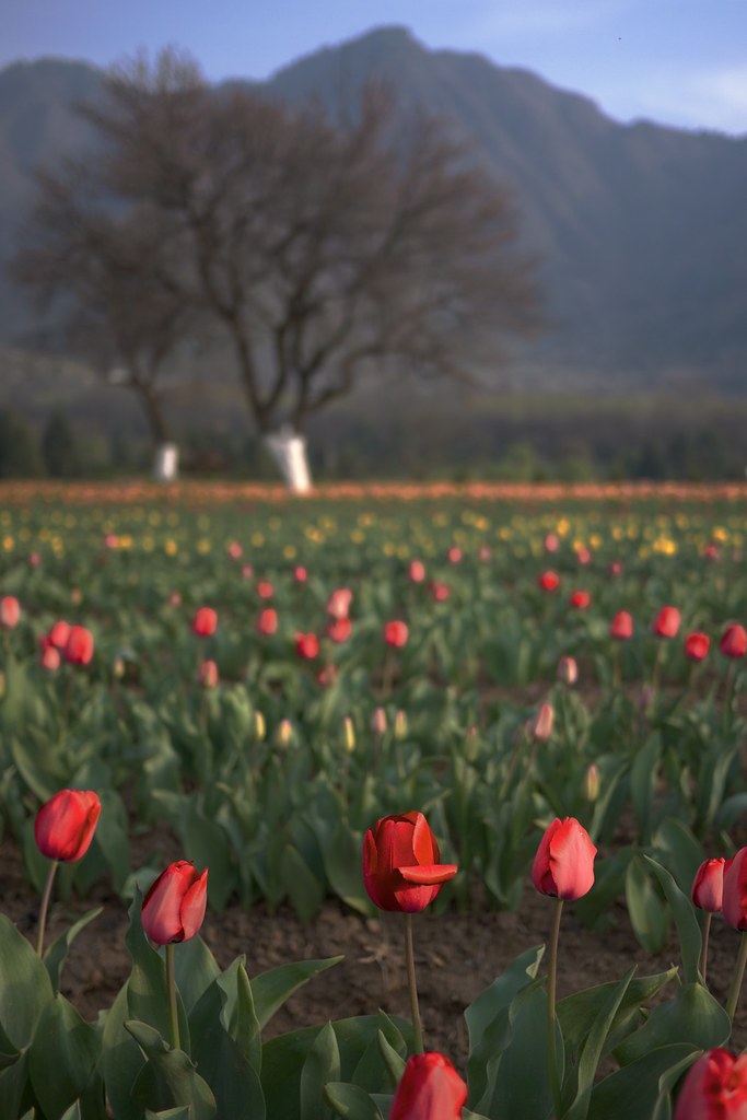 kashmir-backpacking-in-spring-tulip-festival-JustWravel-1676012257.jpg