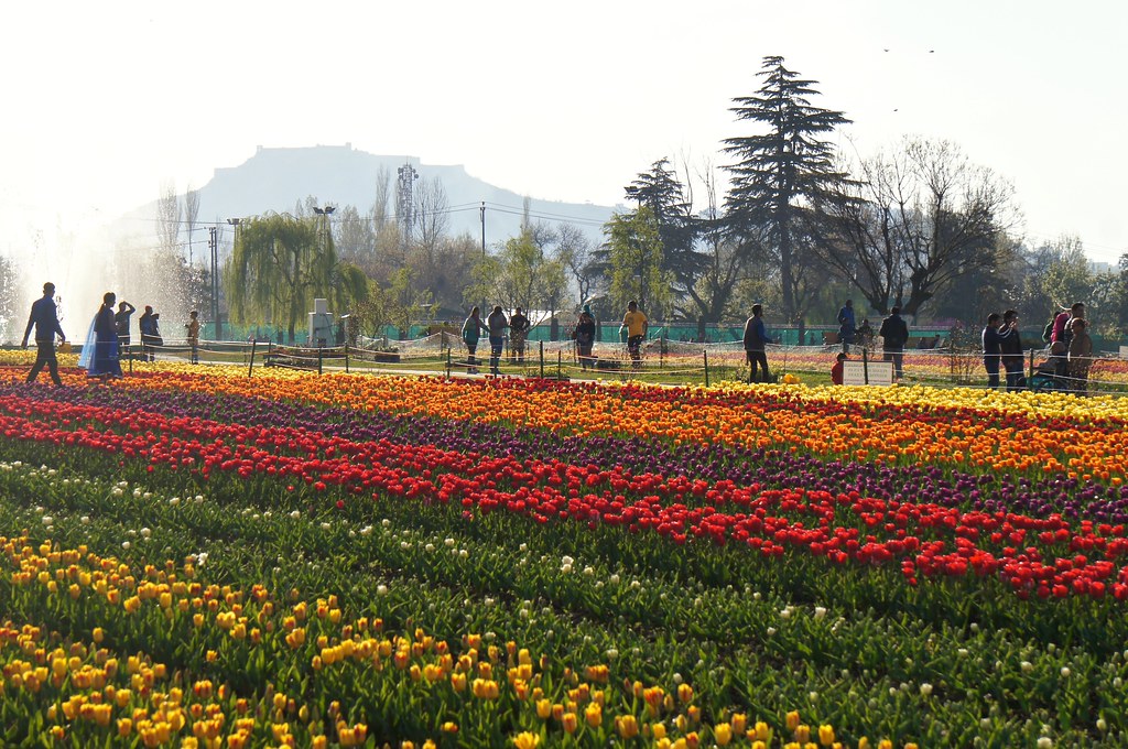 kashmir-backpacking-in-spring-tulip-festival-JustWravel-1676012258.jpg