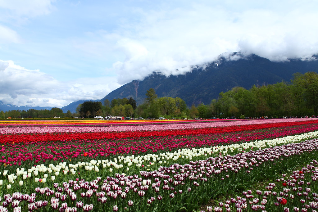 kashmir-backpacking-in-spring-tulip-festival-JustWravel-16760122581.jpg