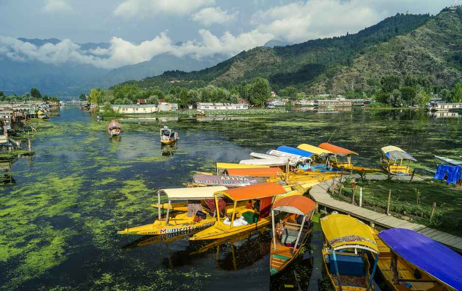 Boats resting by the shore at Dal lake, Sri Nagar