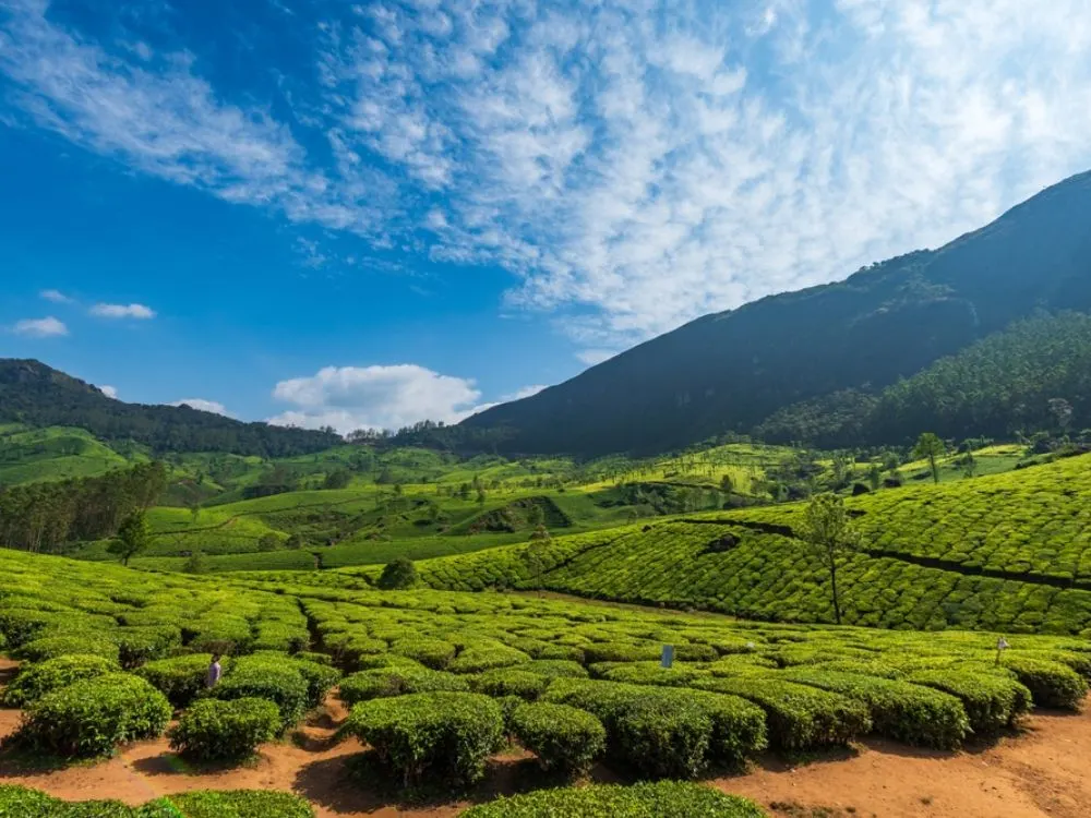 Munnar Tea plantation