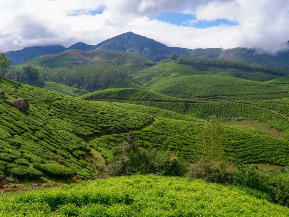kerala-backwater-tour-package-with-munnar-thekkady-and-Alleppey-JustWravel-1750662538-3-(7).webp