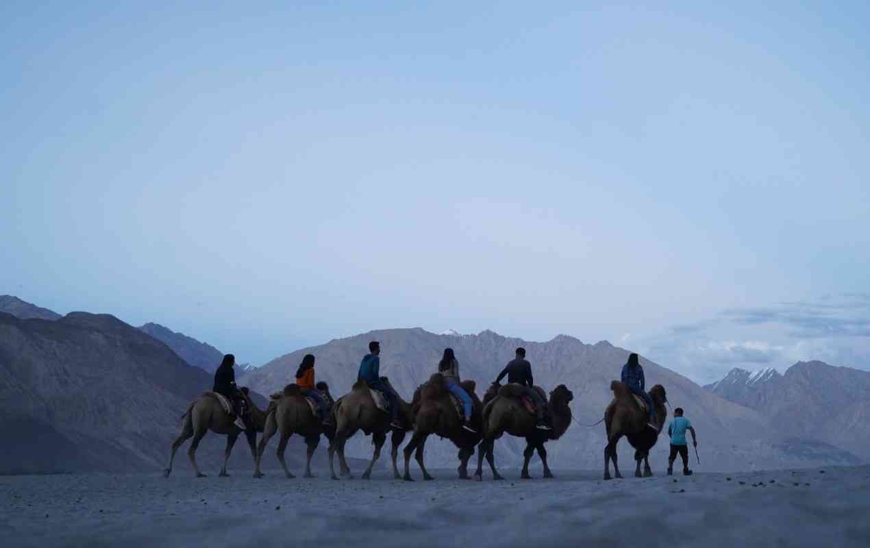 Travelers riding the double humped camel in Nubra Valley.