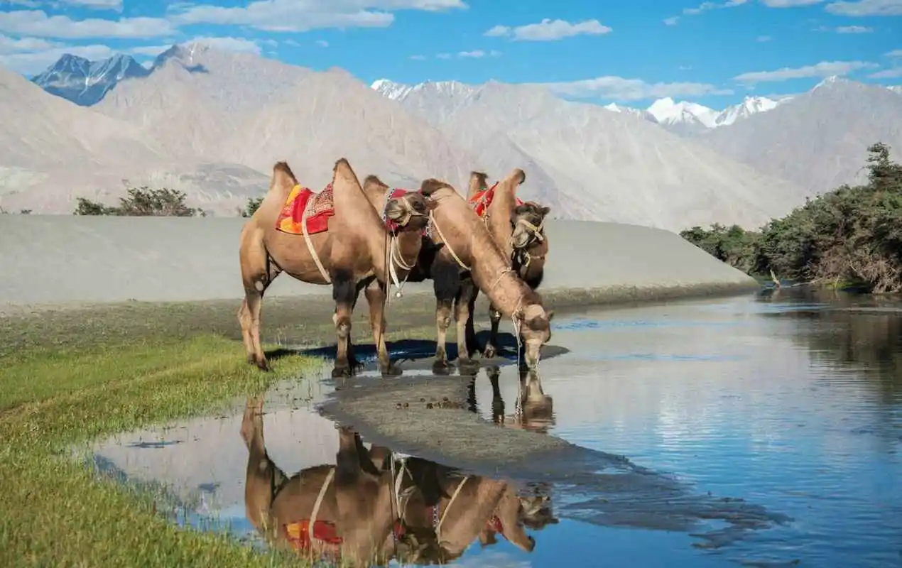 Bactrian Camels drinking water, Nubra Valley, Ladakh, India