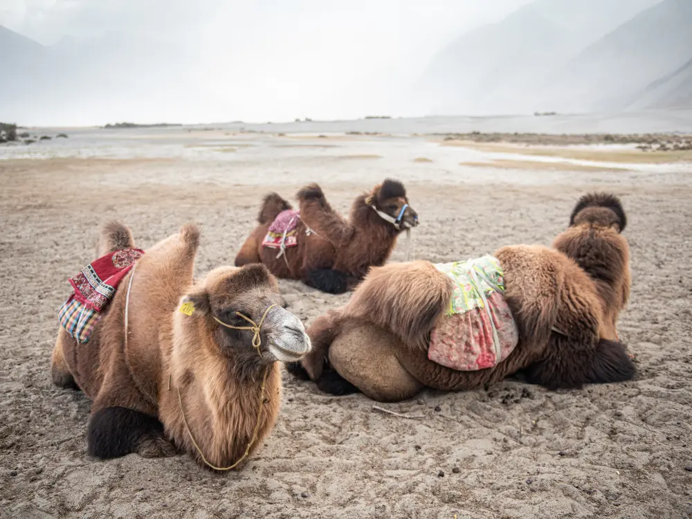 Nubra Valley | Customized trip to Ladakh