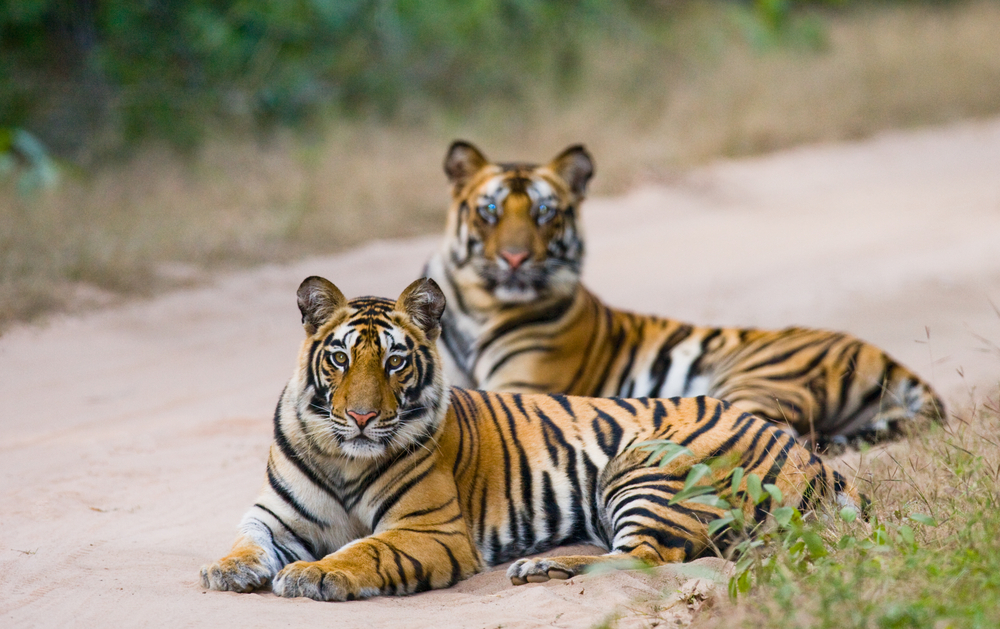 Two Prideful Bengal Tigers