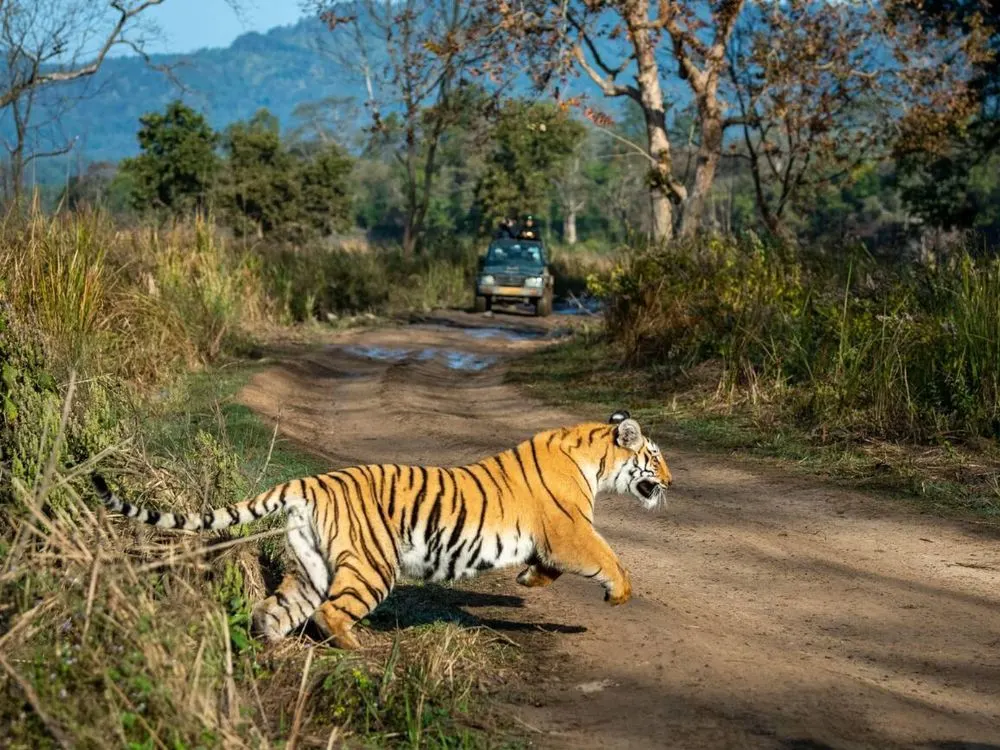 Tiger