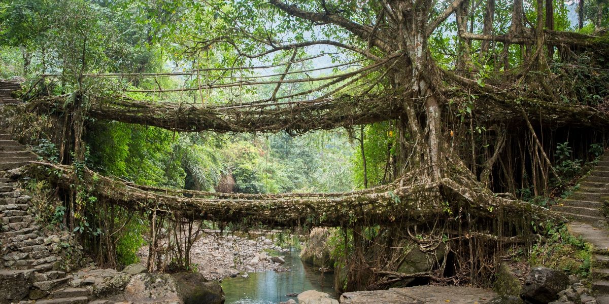 Living root bridge