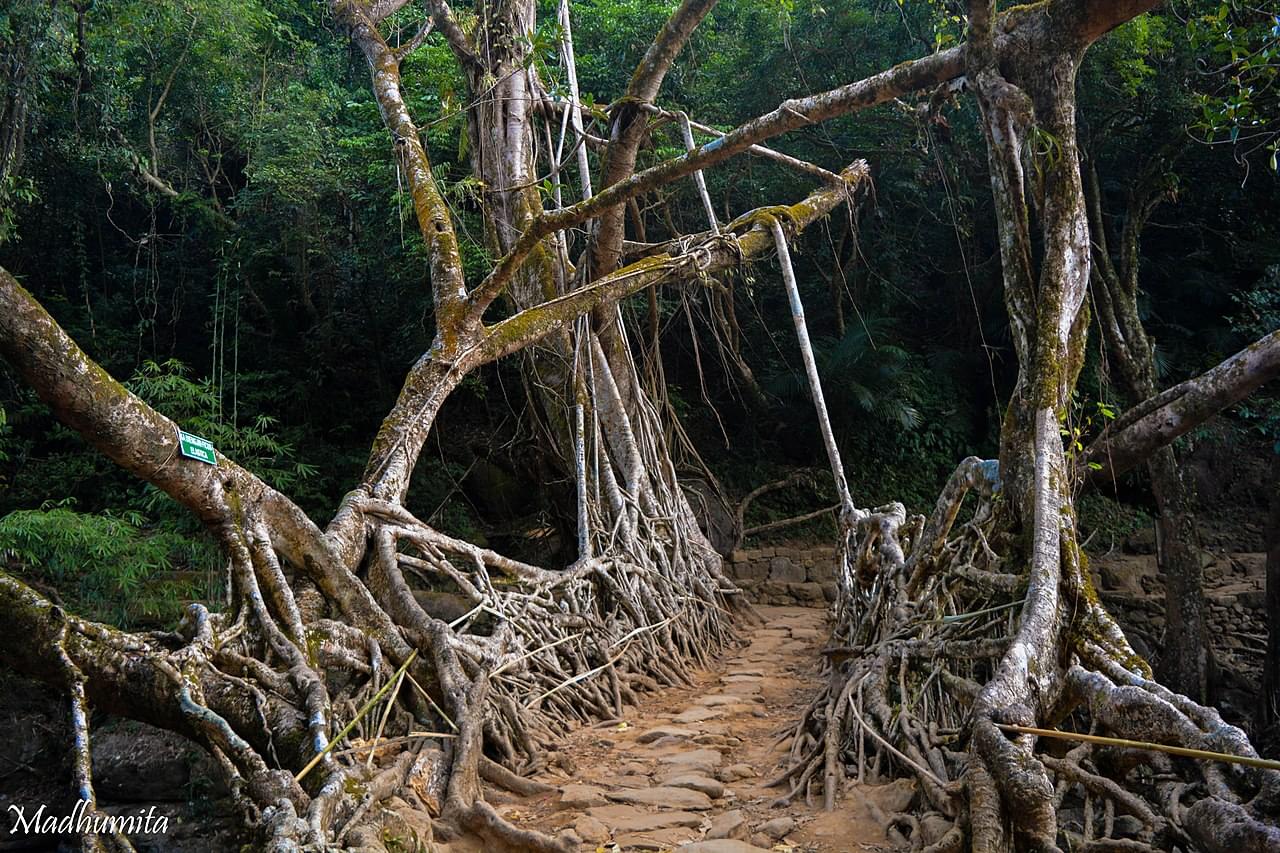 Living Root Bridge, Mawlynnong