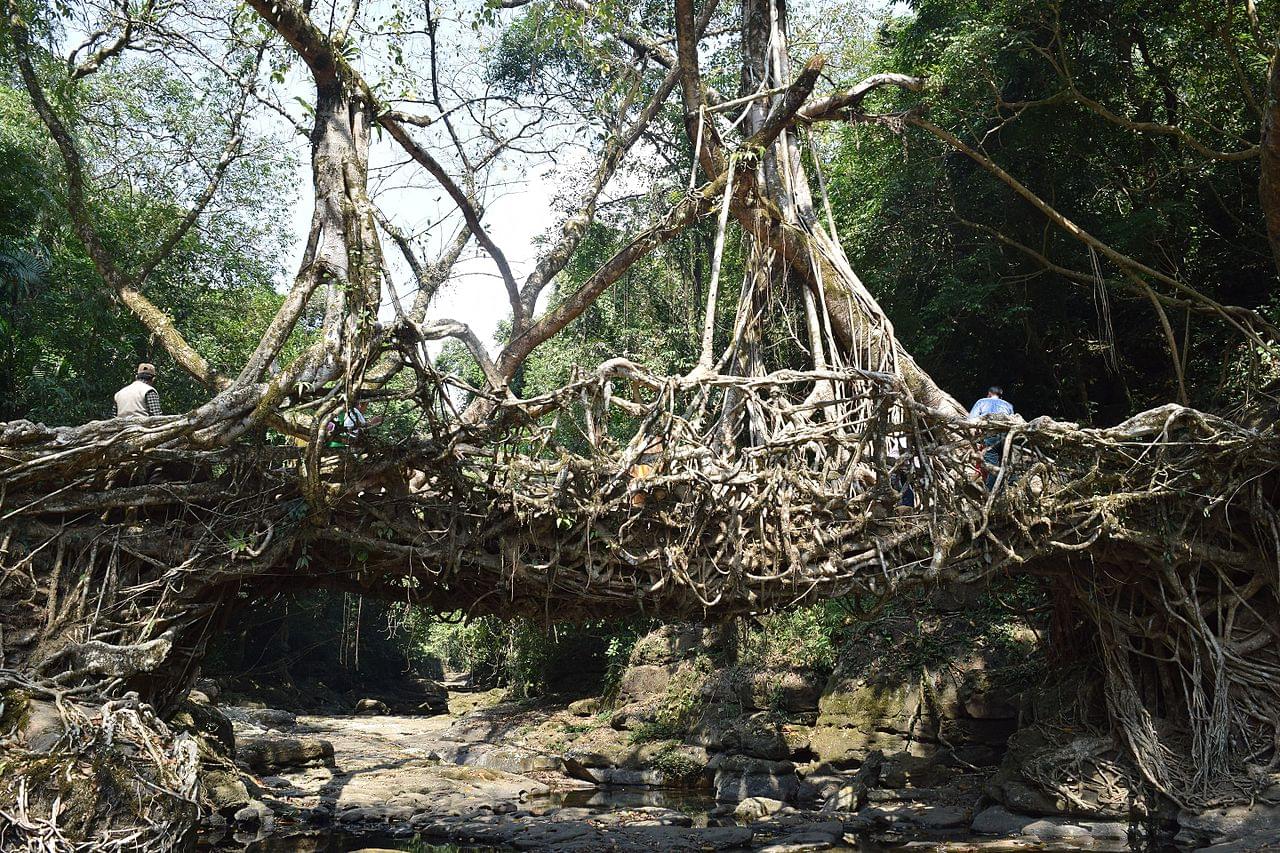 Living Root Brigde Mawlynnong