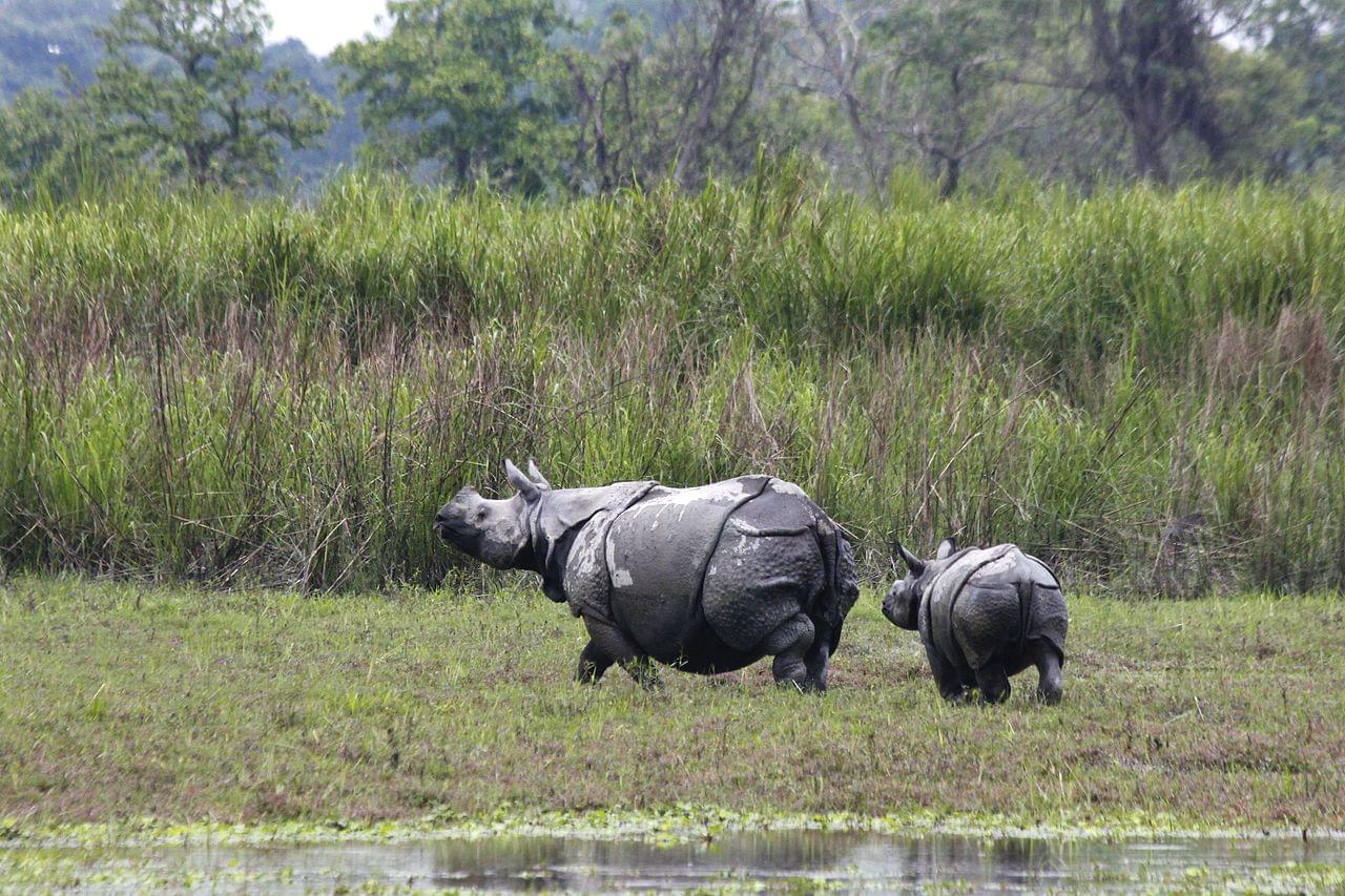 Kaziranga National Park