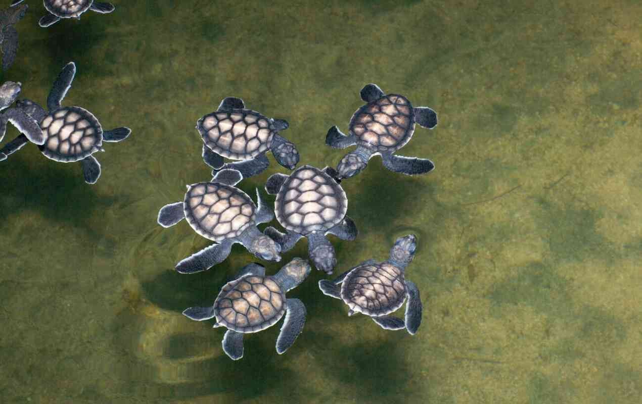 Turtle Hatchery