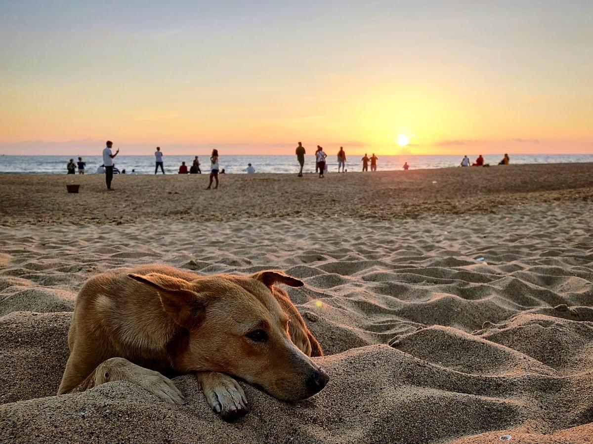 Candolim Beach North Goa