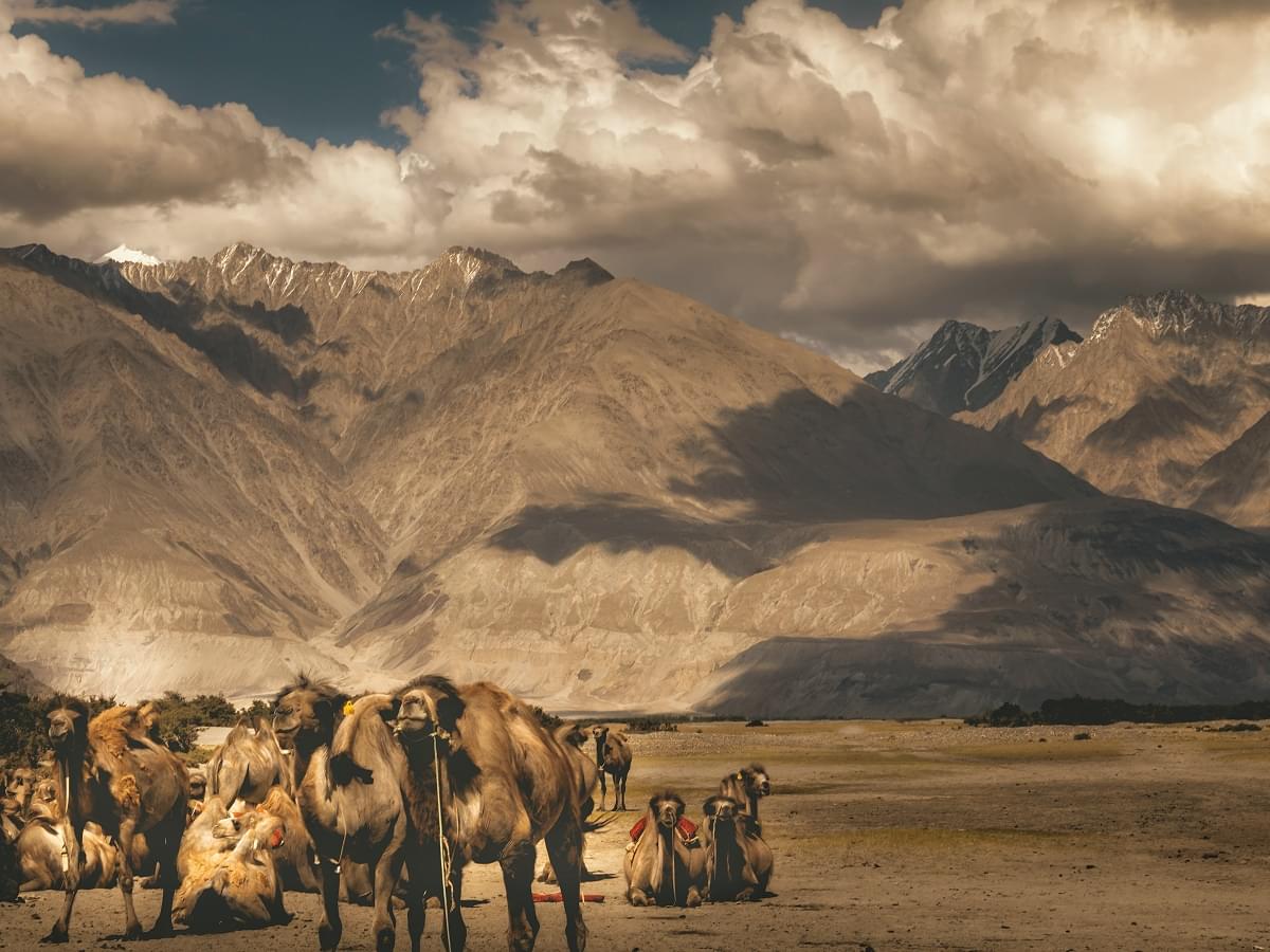 Nubra Valley