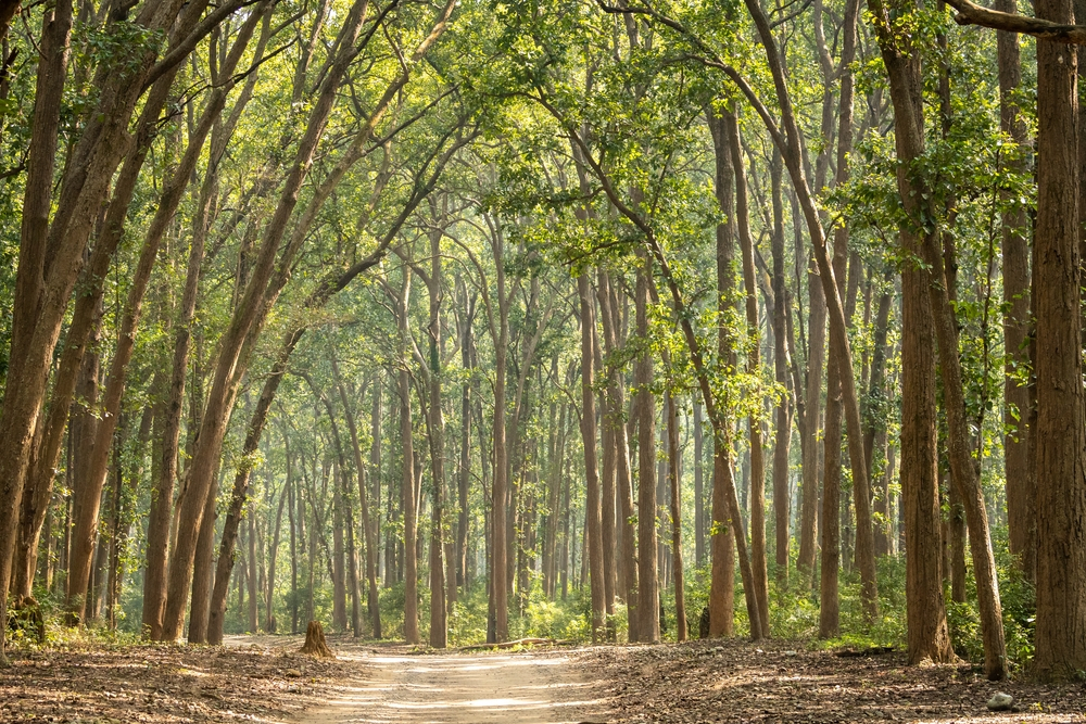 Canopy of Trees