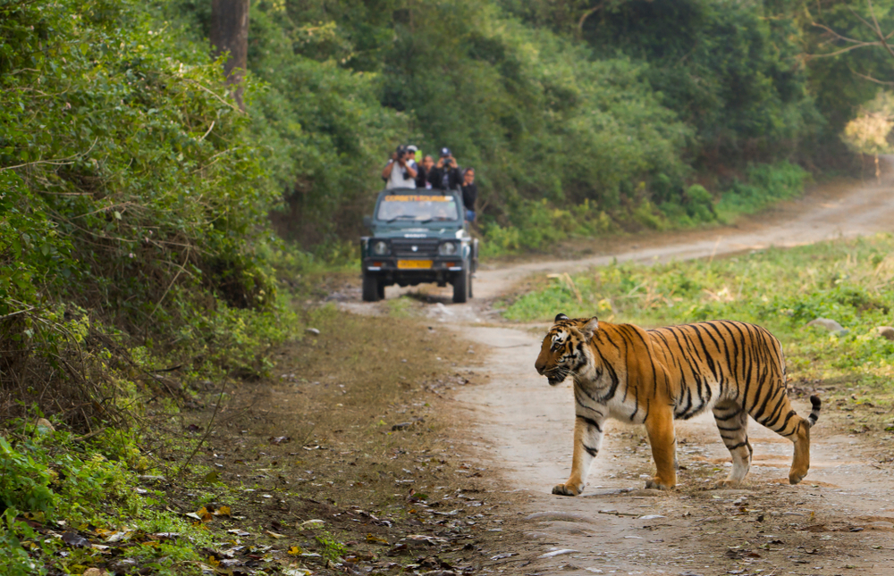 Tiger Crossing a Forest Trail