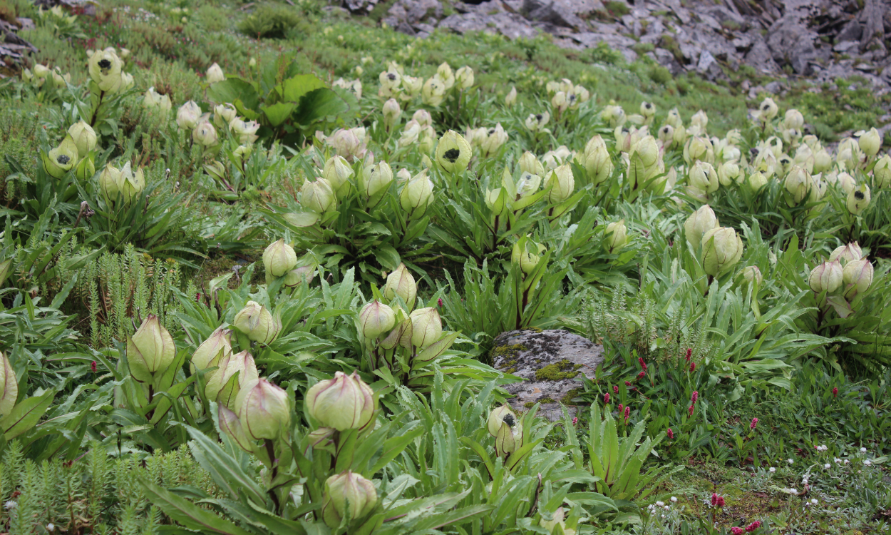 valley-of-flowers-trek-JustWravel-1713784714-brahma-kamal.png