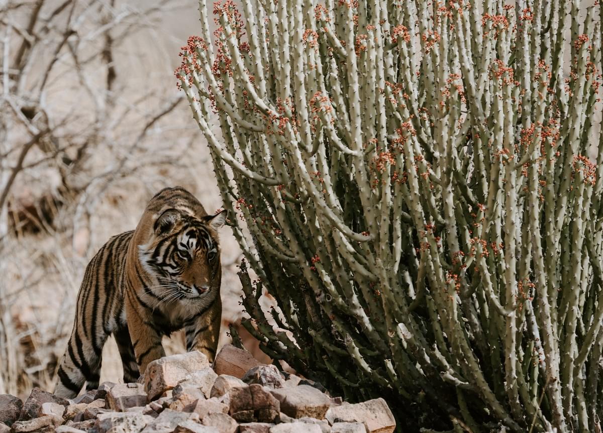 Ranthambore Jungle Safari