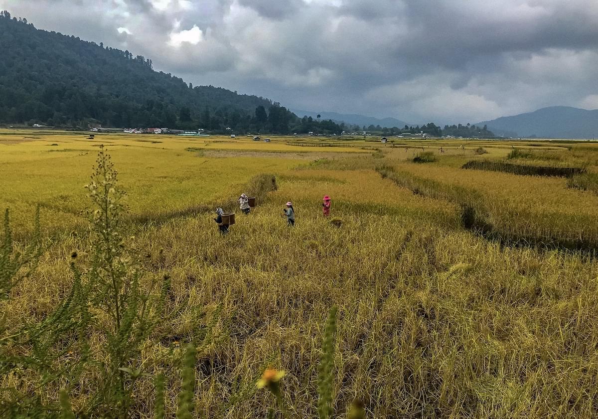 Paddy Fields of Ziro